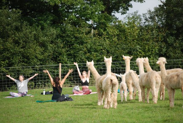 The farm says alpaca yoga is for the 'mind, body and soul' (Photo: Rosebud Alpacas)