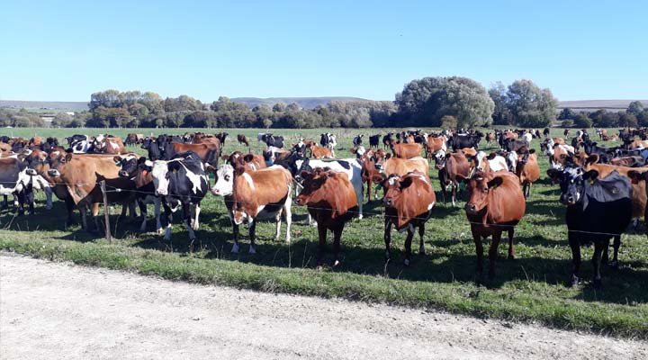 Lye Cross Farm's cheese, made from milk produced in spring 2018, has been maturing for nine months and is now ready to sell