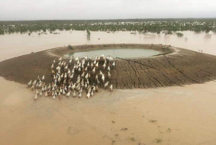 Queensland received three years’ worth of average rainfall in a week (Photo: Queensland’s Department of Agriculture and Fisheries)