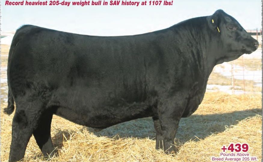 The bull, known as 'SAV America 8018', was brought by Donald Trump's farming adviser, Charles Herbster (Photo: Schaff Angus Valley)