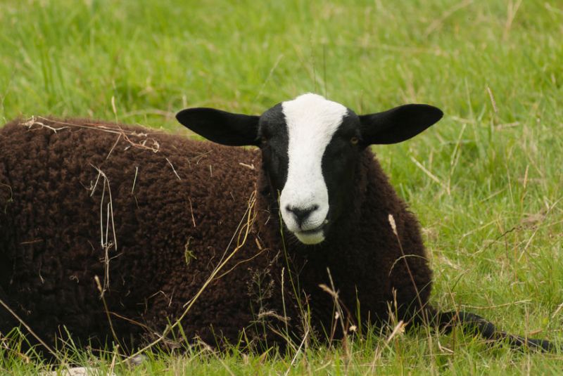 Three farmers have helped the 15-year-old farmer, donating a total of 10 black Welsh mountain ewes