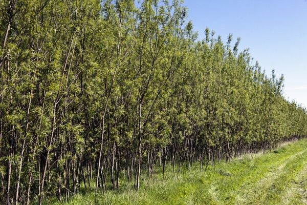 Defra made recommendations to the Swedish paperboard giant that parts of Cumbria have land highly suitable for energy crops