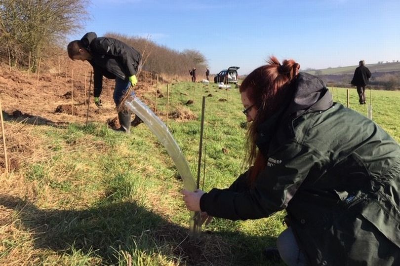 Techniques such as tree-planting is used to reduce flood risk naturally