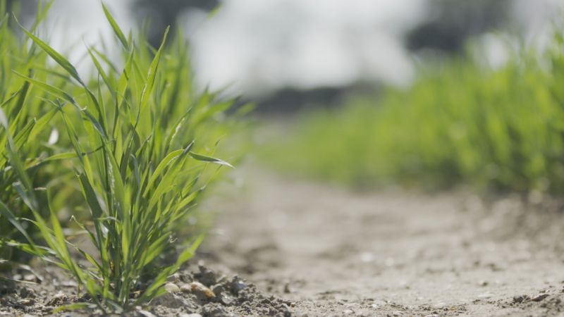 The research can be used to develop new wheat cultivars that are more robust to changing temperatures