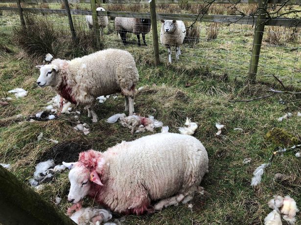 Caroline Cochran has pleaded with the public to keep dogs under control when near sheep (Photo: Caroline Cochran/Facebook)