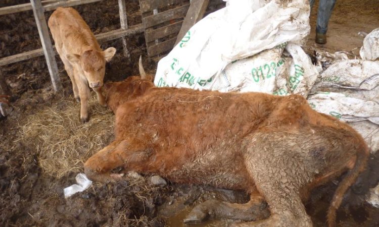 The dead cattle succumbed to the 'horrendous' conditions found in the sheds, and died of neglect