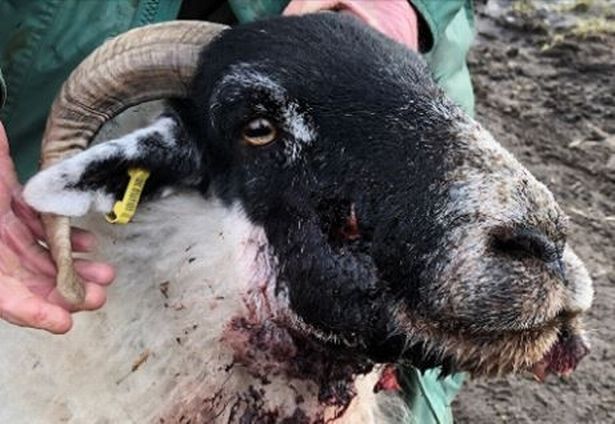 The sheep had to be put down after suffering extensive injuries to the face (Photo: Derbyshire Police)