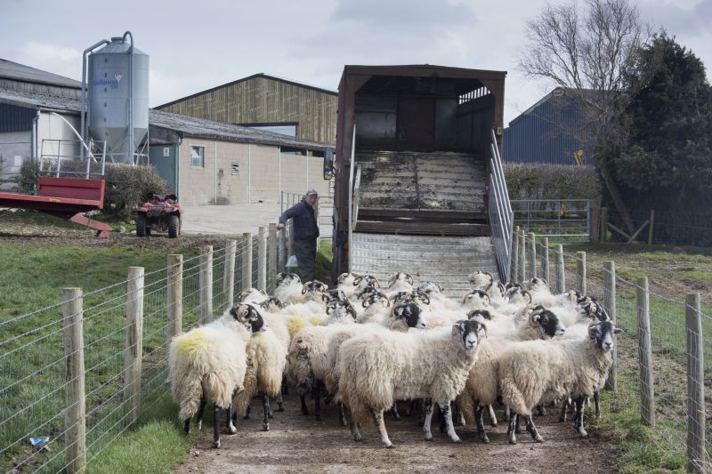 Farmers exporting animals and animal products to the EU will need to apply for an Export Health Certificate before they export (Photo: FLPA/Wayne Hutchinson)