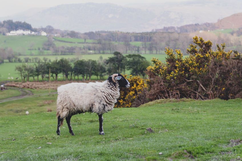 A sheep farmer is wanted to help develop strategies for parasite control in sheep