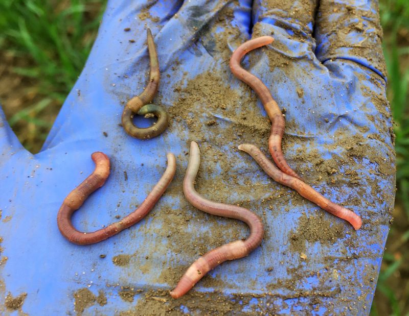 Each farmer volunteered to dig 10 regularly spaced pits across their field to make observations