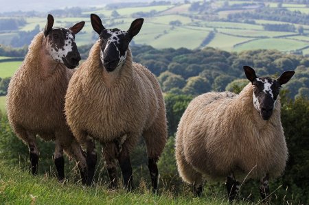 Police have asked farmers to remain vigilant (Photo: Dyfed-Powys Police)