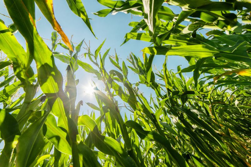 There are also agronomic benefits of growing maize under film, Wynnstay says