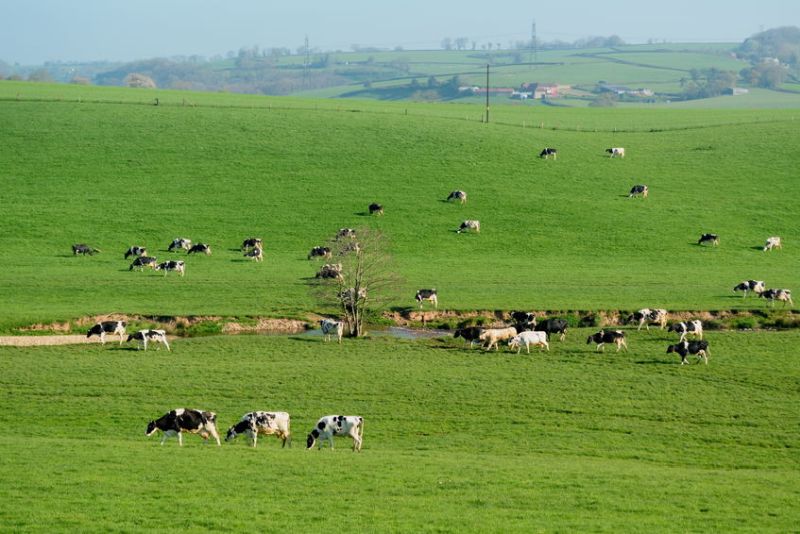 The launch comes as farmers use the whole of February to celebrate all things dairy