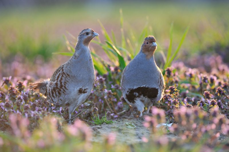 Partridge numbers have been in decline since World War Two due to a range of factors (Photo: GWCT)