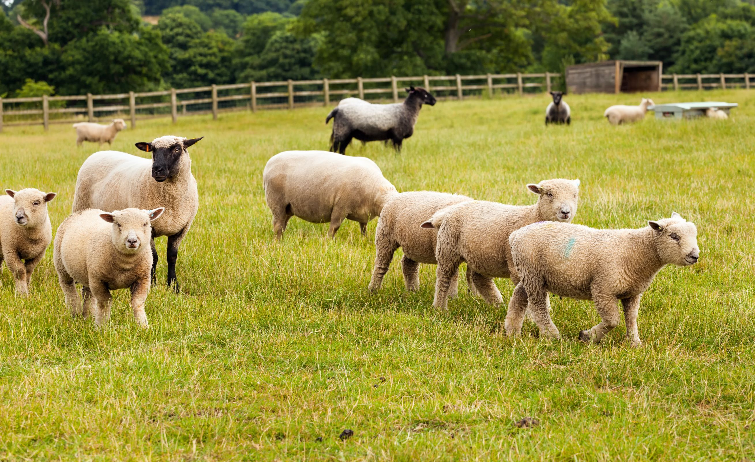 Pan-Wales ‘NVZ’ type regulations would be 'disastrous' for the Welsh livestock industry, farmers have warned