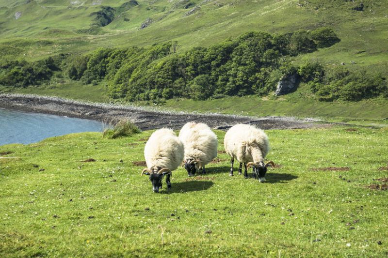 The sheep industry has written to the National Trust encouraging it to consider wool as a viable product for its fleeces
