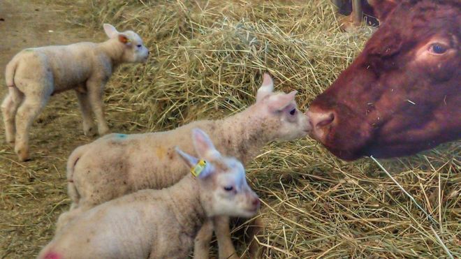 The lambs were just four-weeks old when they were killed (Photo: Hall Farm)