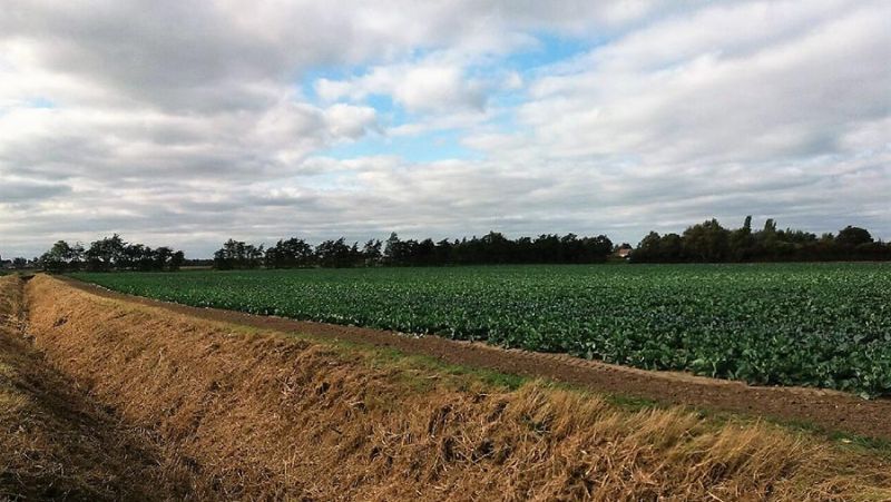 Successful applicants, including first time farmers, will be offered five-year farm business tenancies from October (Photo: Well End Farm)