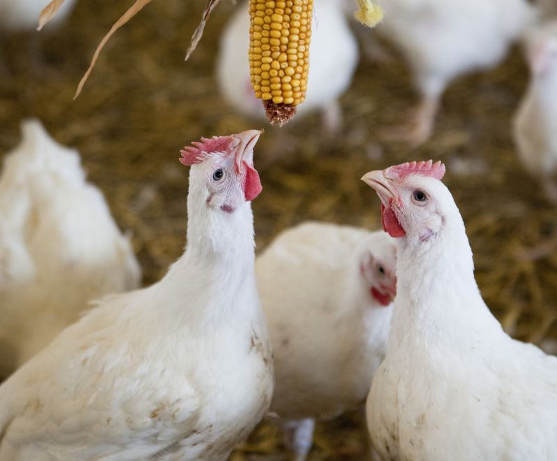 More meat chickens are reared each year in the UK than any other land animal