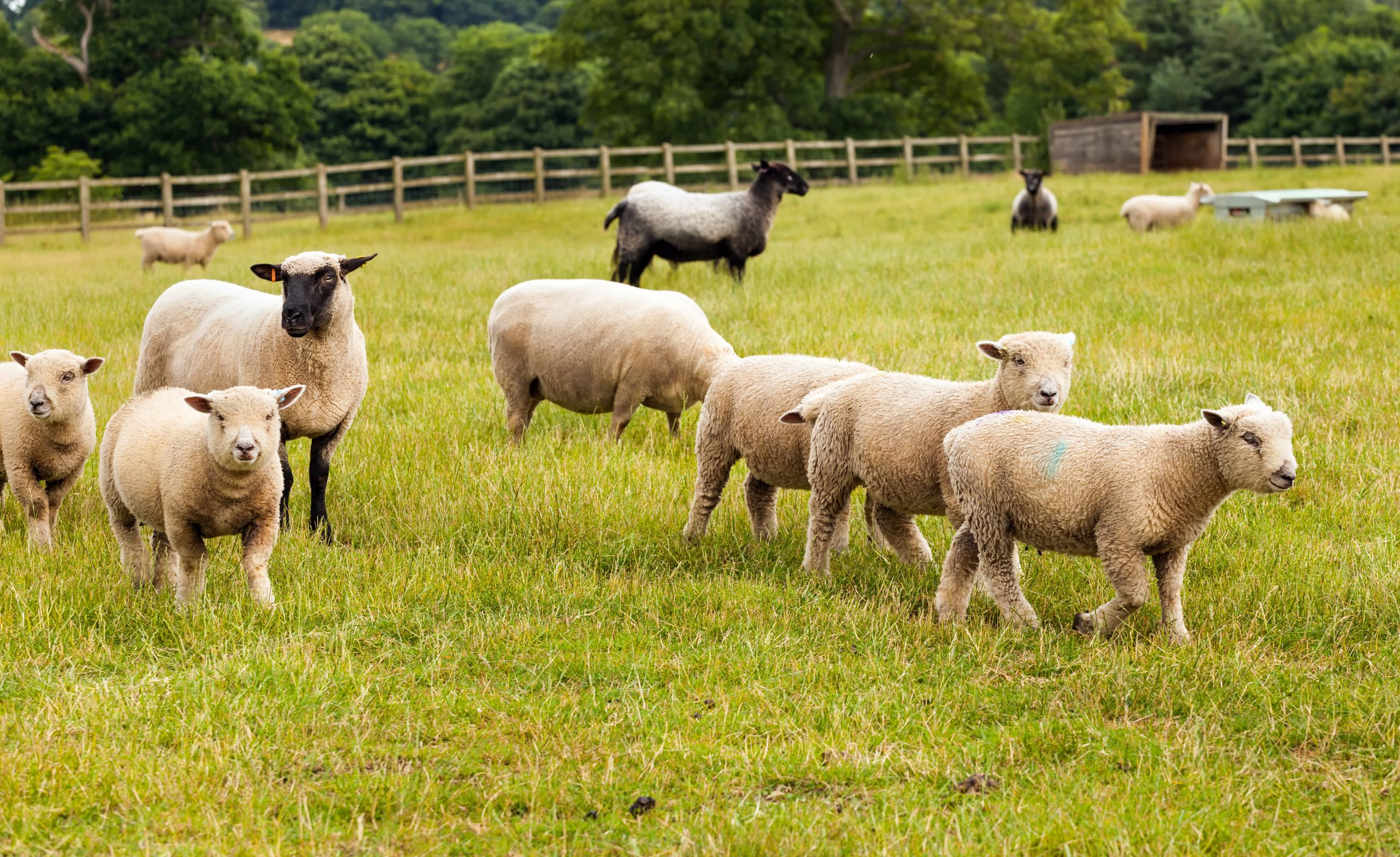 Farmers who participate in the scheme will be using genetics and technology to improve the overall performance of their flocks