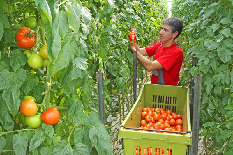 The first non-EU migrant workers will arrive on British farms this spring