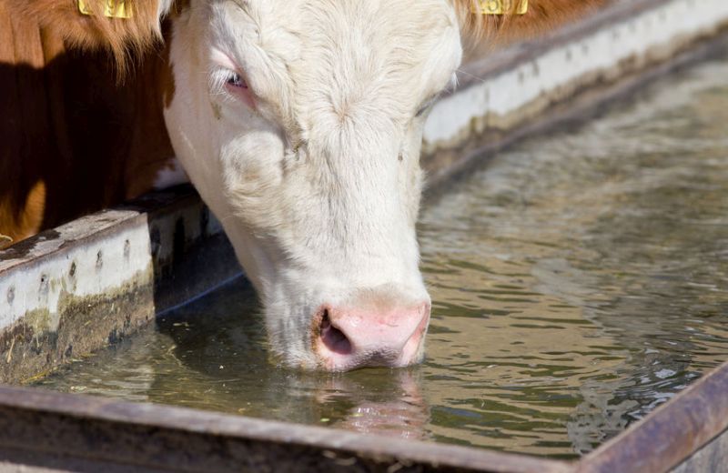 Straw impaction occurs when cows are fed rations containing mainly straw