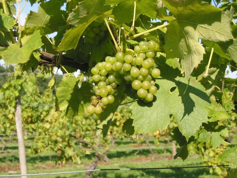 70,000 acres of land in the UK may be suitable for wine production, a study shows (Photo: Wines of Great Britain)