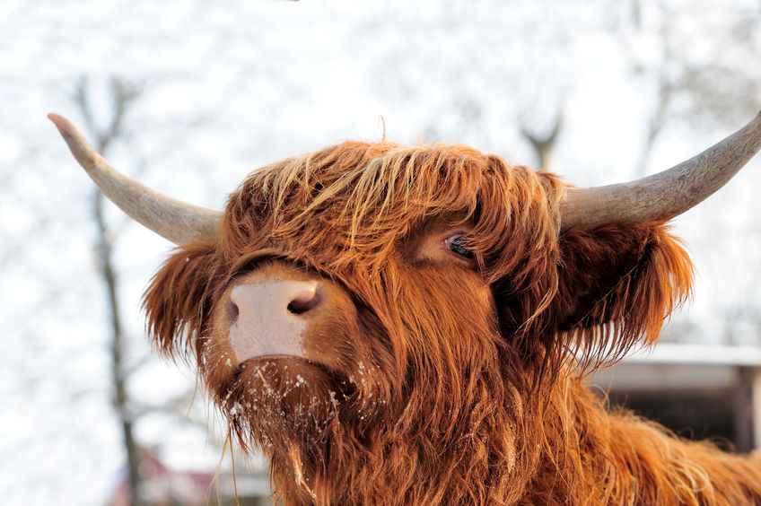 Farmer Alex Birch said he was left with no choice but to sell and slaughter his Highland cattle following the complaint