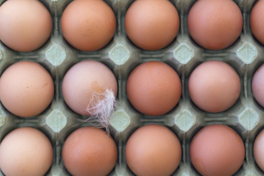 Free range eggs are a staple of British diets but shoppers have become obsessed with getting the biggest egg they can