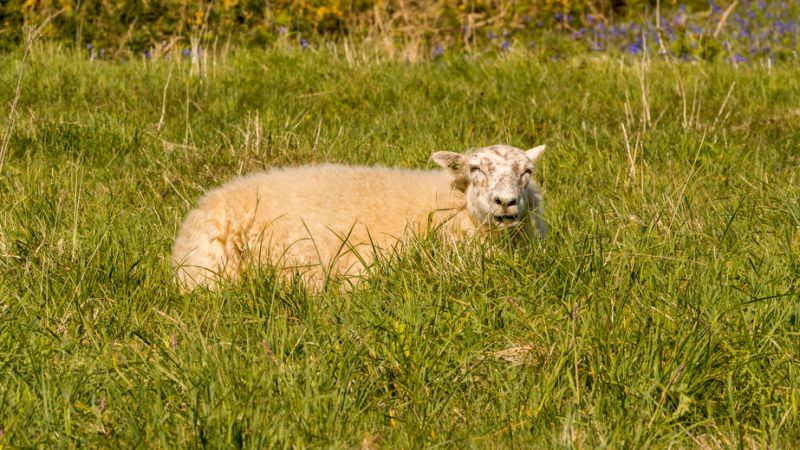 A vet had to be called to euthanise five sheep on welfare grounds due to the severe level of maggot infestation and suffering