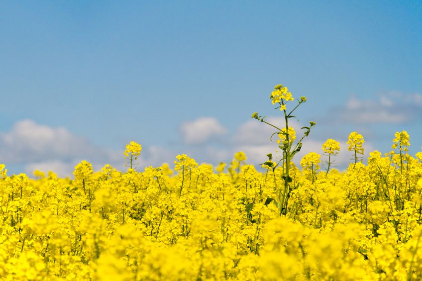 Boron toxicity as a common anxiety amongst farmers, particularly with oilseed rape