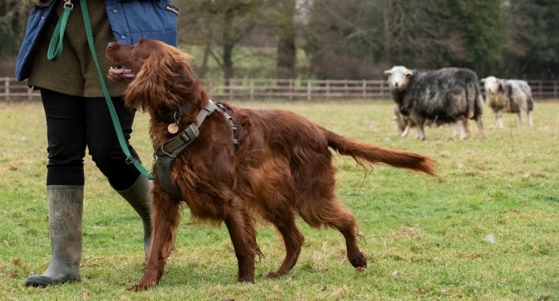 Livestock such as sheep, cattle and horses can easily become anxious and worried by dogs and walkers