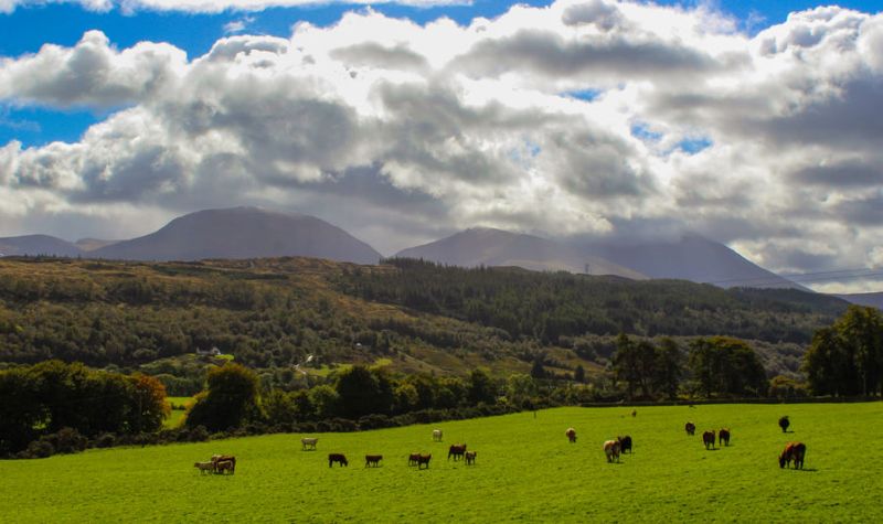 The report points to poor weather which may have impacted cattle numbers over the past year