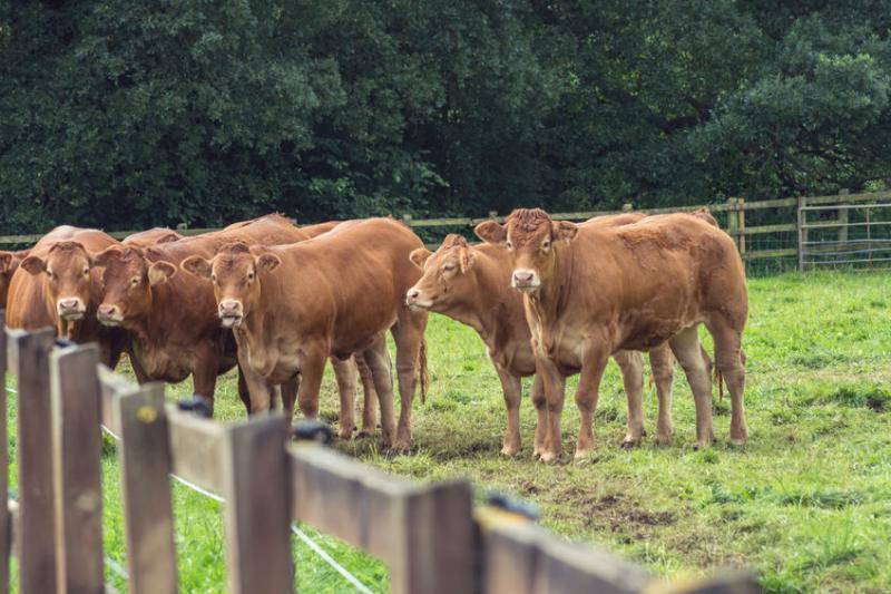 Buying and selling cattle can link individual farms to thousands of other farms with each purchase