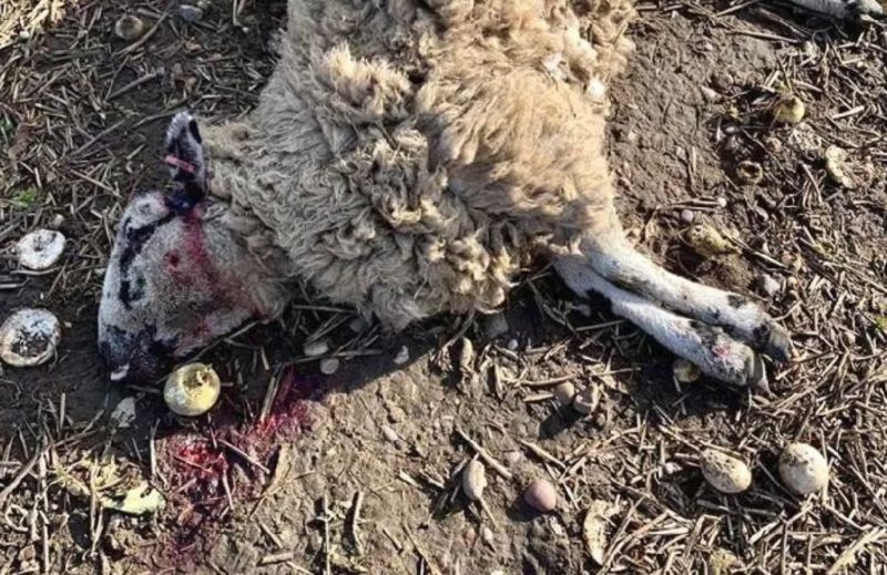 The sheep were 'taken under the neck by a dog' following the attack (Photo: Doncaster East NPT/Facebook)