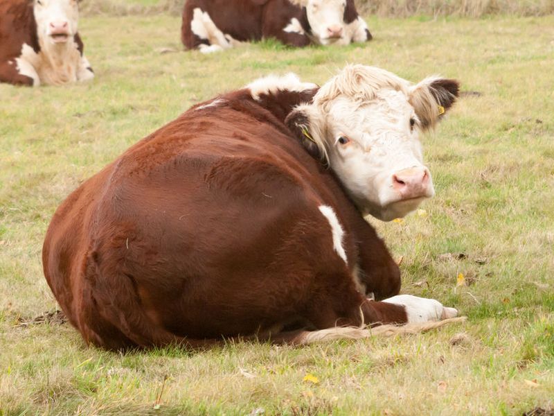 Bovine Vial Diarrhoea costs farmers an estimated £61 million a year in lost performance