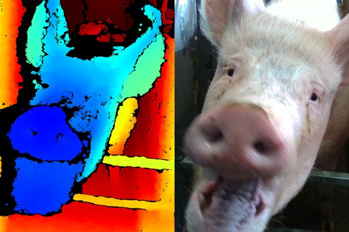 The study sees pigs’ facial expressions analysed using state-of-the-art 3D technology (Photo: SRUC)