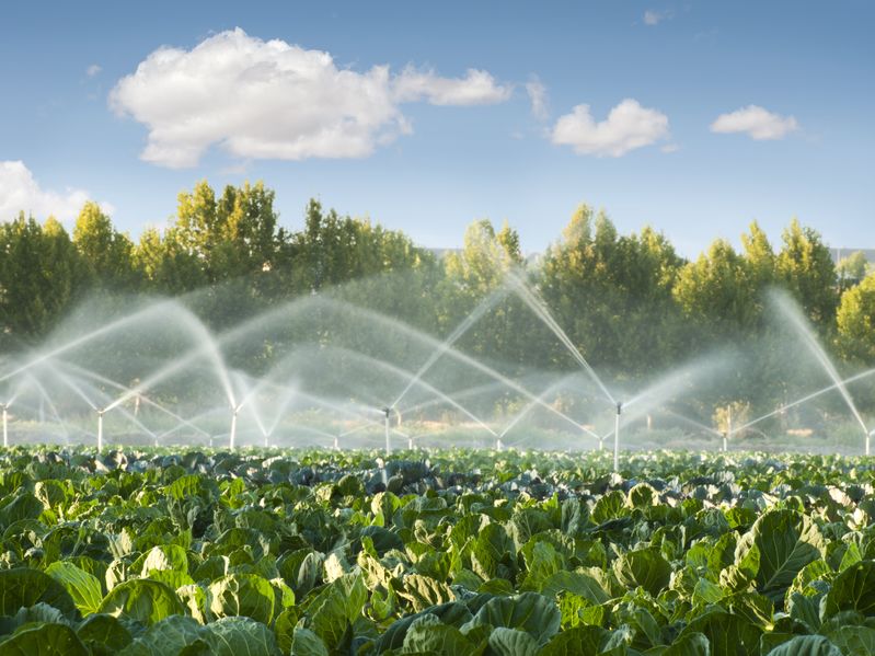 Water for food production should be equal in status to water for public supply, the CLA said