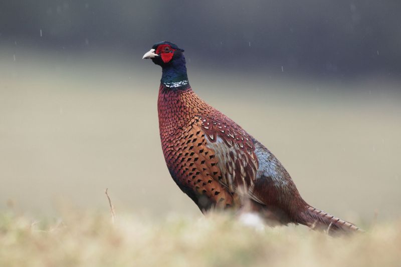 The Countryside Alliance said the farms were 'attacked by animal rights extremists'