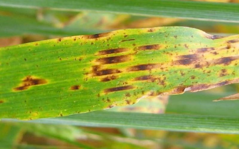 Ramularia can cause extensive loss in crop yield (Photo: AHDB)