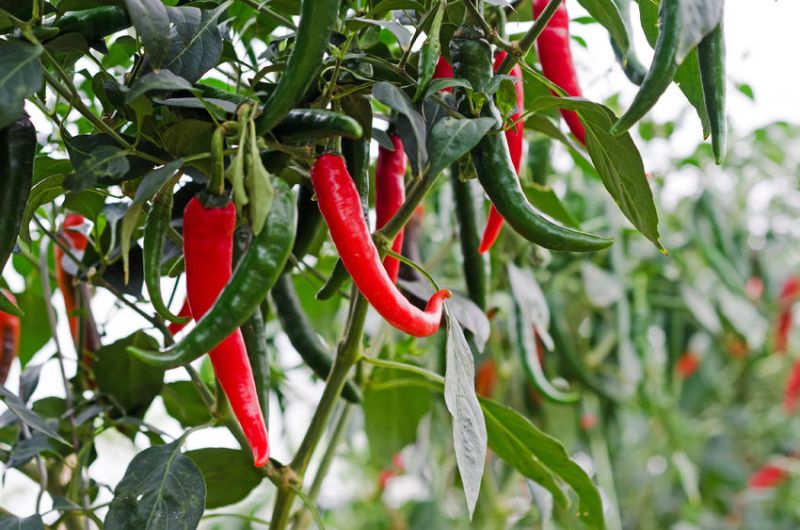 New plant protection product ‘Mainman’ will protect peppers and chillies