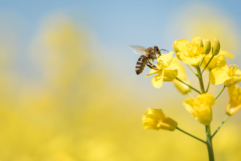 The study found a rise in key bee species responsible for pollinating flowering crops, such as oil-seed rape