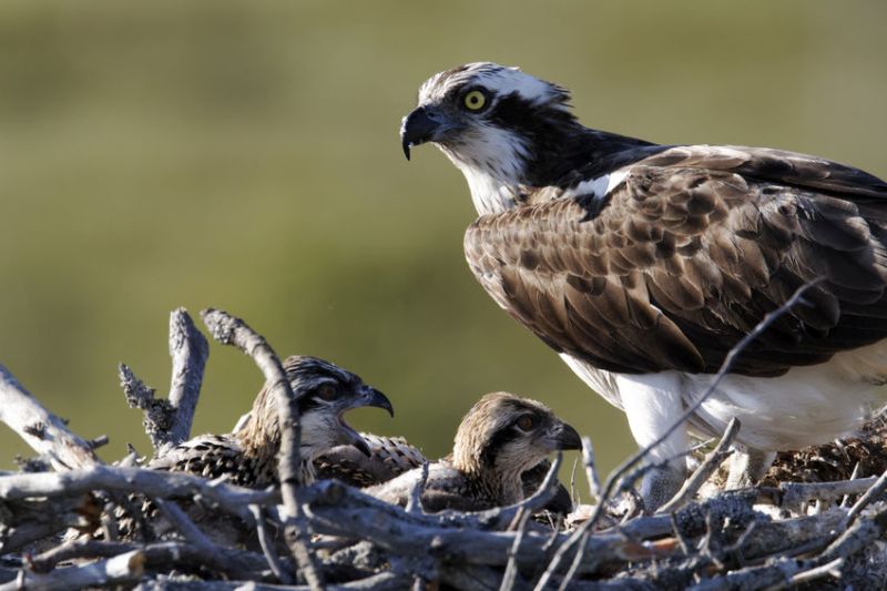 It is an offence to disturb ospreys on or near its nest