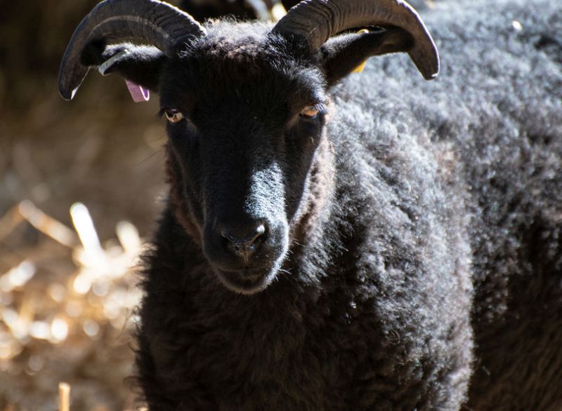 Orkney is witnessing declining numbers of the unique North Ronaldsay sheep breed