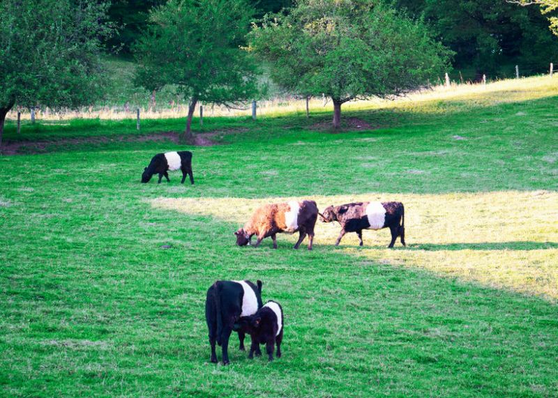 The new range of burgers will champion Scotland’s native breeds, including the Belted Galloway