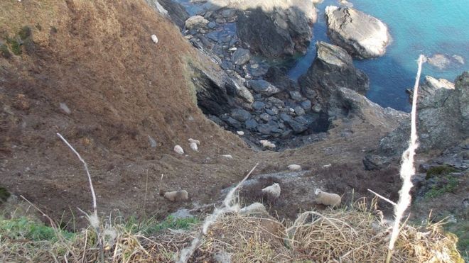 It is thought the sheep were panicked by a dog (Photo: RSPCA Cymru)
