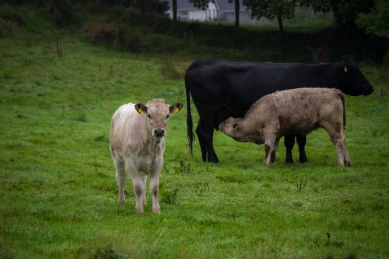 Suckler cow numbers are at the lowest number recorded in Northern Ireland since 1988