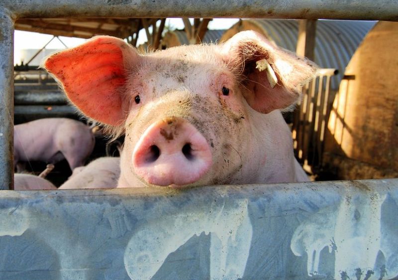 The National Pig Association's (NPA) said the fall in price is 'very disappointing' 