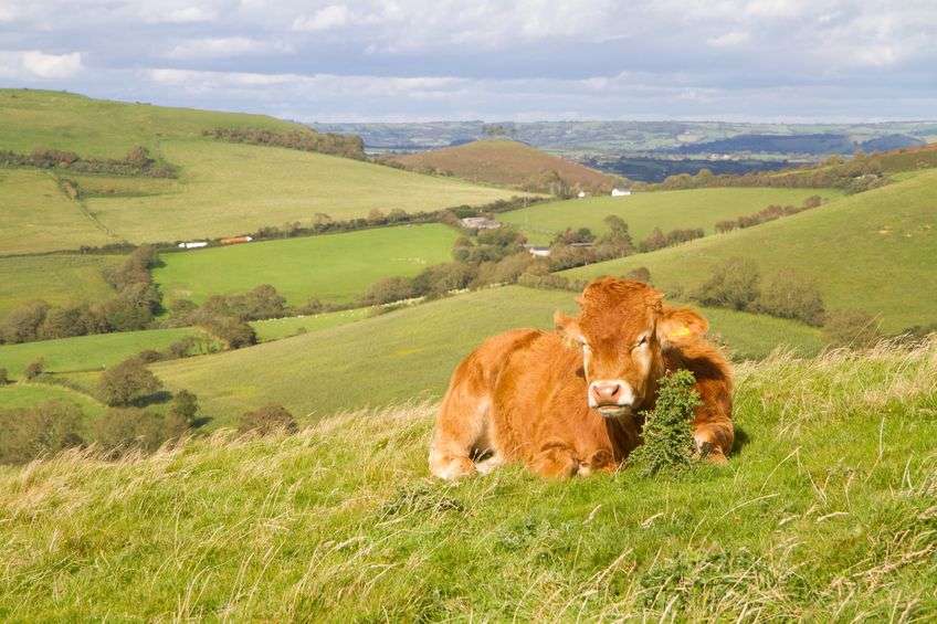 The campaign urges farmers and farm workers to ensure proper livestock handling technique