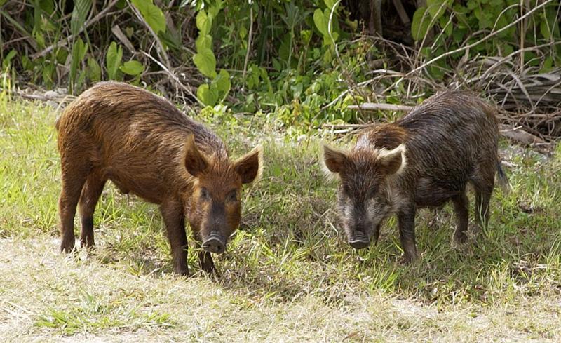 Wild boars can pass exotic diseases to the domestic pig population